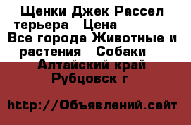 Щенки Джек Рассел терьера › Цена ­ 20 000 - Все города Животные и растения » Собаки   . Алтайский край,Рубцовск г.